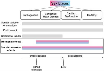 Sexual Dimorphism of the Heart: Genetics, Epigenetics, and Development